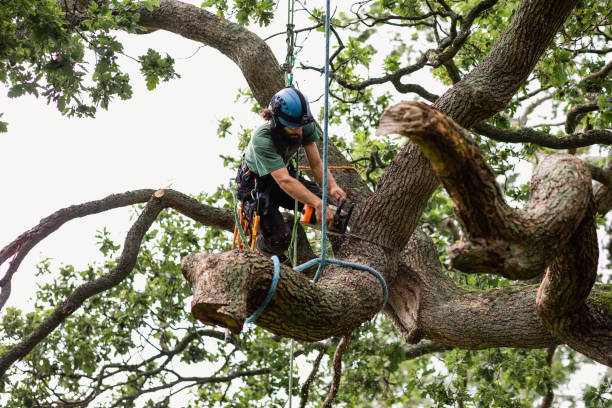 How Our Tree Care Process Works  in  Germantown, MD